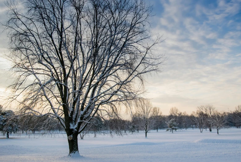 a tree that is standing in the snow, pexels contest winner, city park, partly cloudy day, meadows, from wheaton illinois