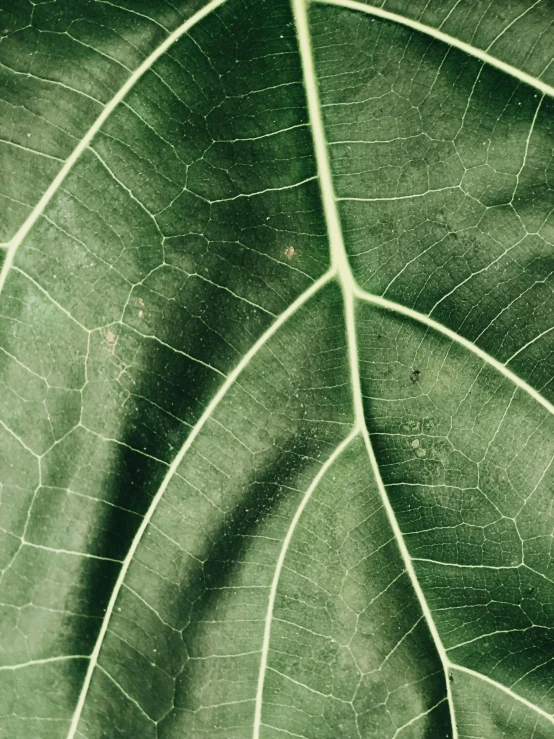 a close up of a leaf of a plant, trending on unsplash, renaissance, huge ficus macrophylla, taken on iphone 1 3 pro, today\'s featured photograph 4k, bottom body close up