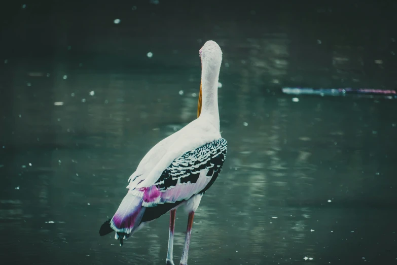 a large bird standing on top of a body of water, pexels contest winner, hurufiyya, pink white turquoise, carnal ) wet, taken in zoo, graphic print