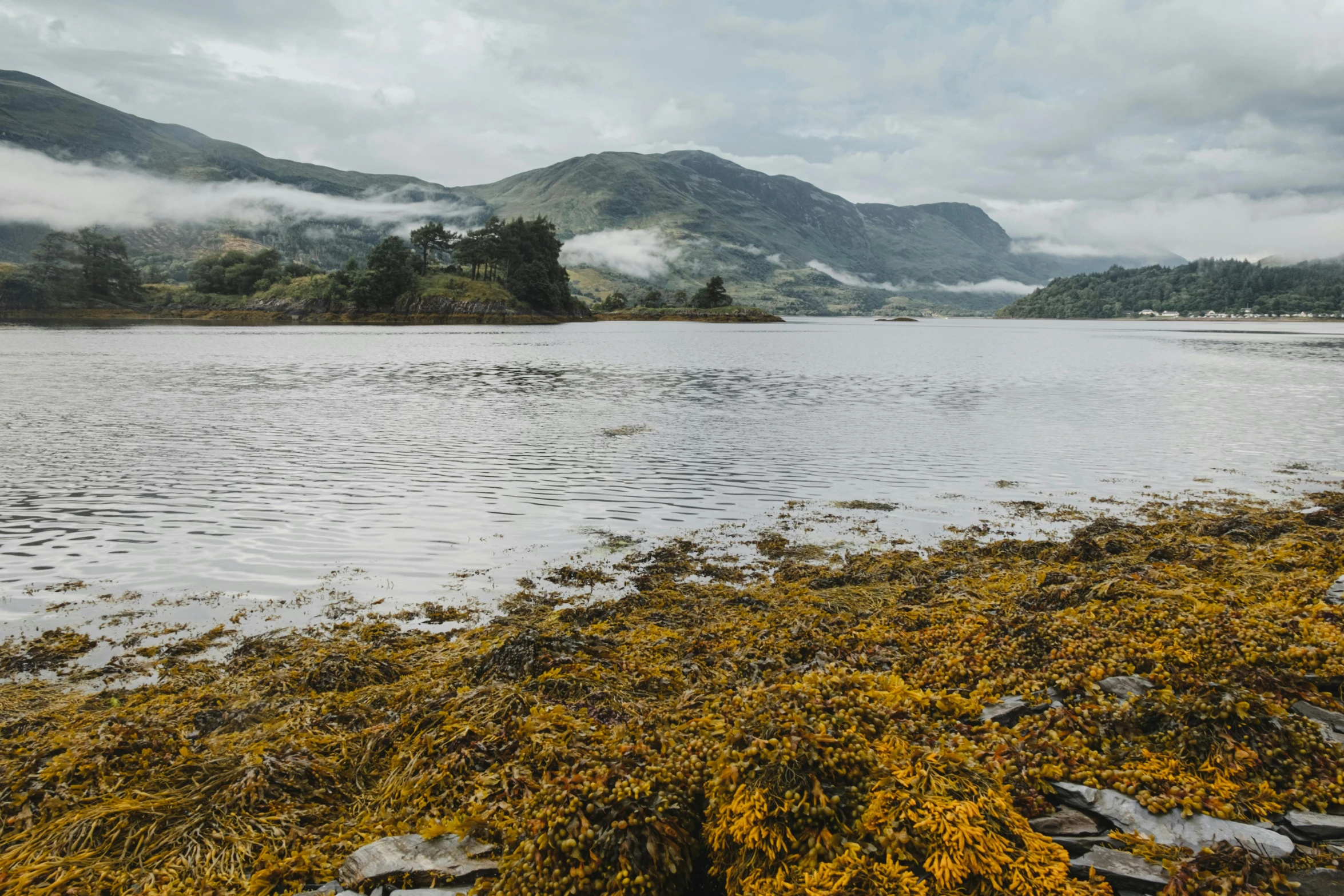 a large body of water with mountains in the background, a photo, inspired by Samuel Colman, unsplash, hurufiyya, yellow seaweed, scottish style, misty and wet, wide river and lake