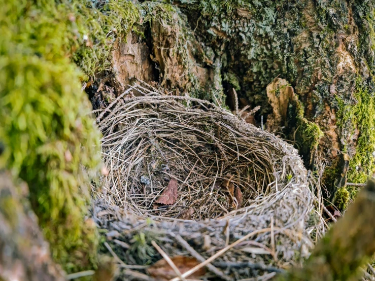 a close up of a bird's nest in a tree, inspired by Patrick Dougherty, pexels contest winner, land art, looking down at the forest floor, a cozy, an abandoned, highly realistic”