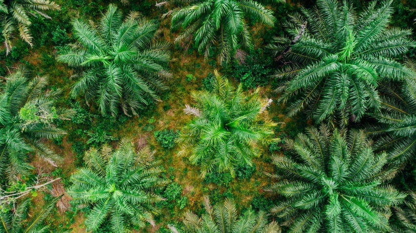 a forest filled with lots of green trees, an album cover, by Daniel Lieske, unsplash contest winner, environmental art, palm pattern visible, high - angle view, ((trees)), malaysia jungle