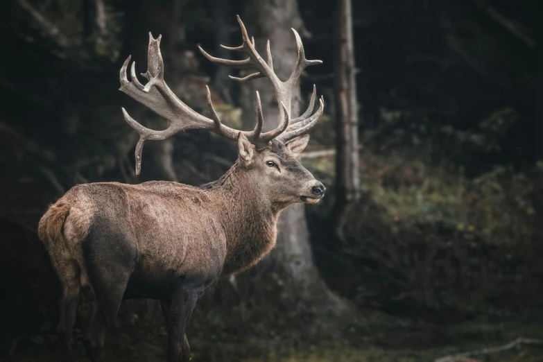 a deer that is standing in the grass, standing on a forest