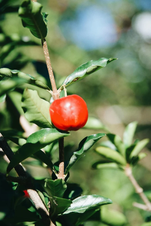 a close up of a red apple on a tree, next to a plant, trinidad scorpion, vanilla, 2 5 6 x 2 5 6 pixels