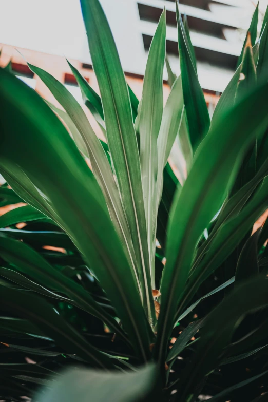 a close up of a plant with a building in the background, trending on pexels, dark green, big interior plants, exotic lily ears, birdseye view