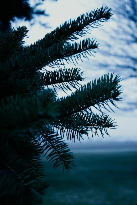 a pine tree in front of a body of water, an album cover, inspired by Elsa Bleda, unsplash, baroque, christmas night, closeup portrait shot, blue gray, humid evening