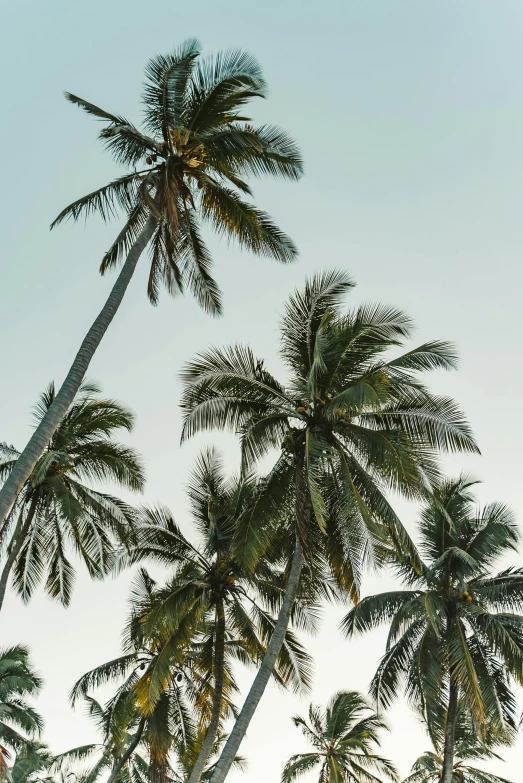 a group of palm trees standing next to each other, pearly sky, sri lankan landscape, multiple stories, brown