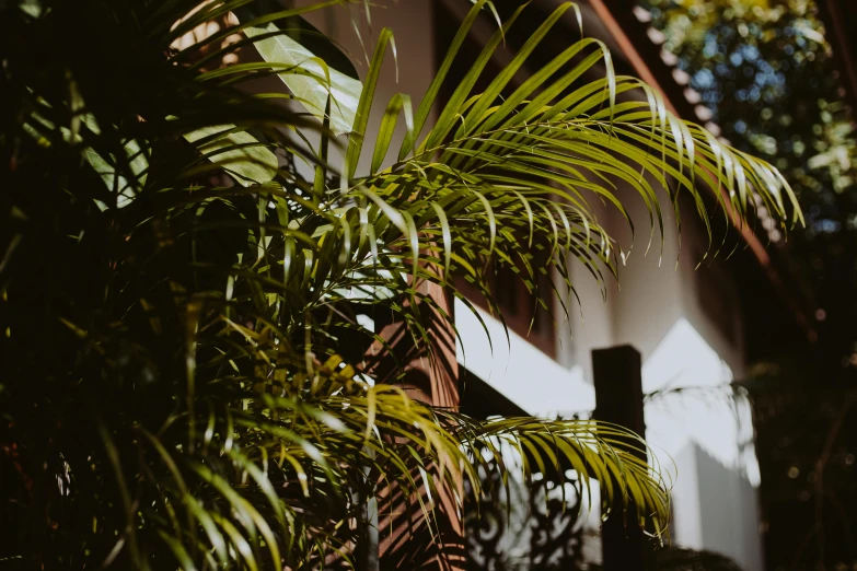 a palm tree in front of a white house, pexels contest winner, lush forest foliage, plants and patio, dark warm light, upclose