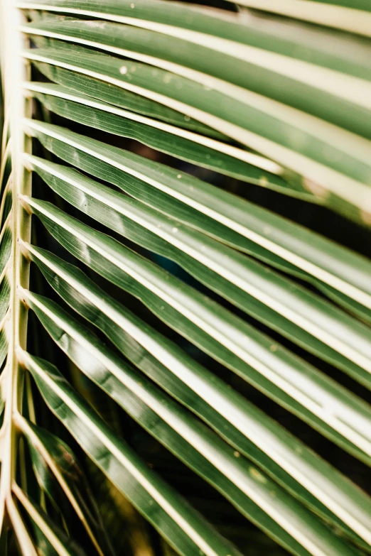 a close up of the leaves of a palm tree, inspired by Elsa Bleda, trending on unsplash, soft vinyl, multiple stories, made of bamboo, striped