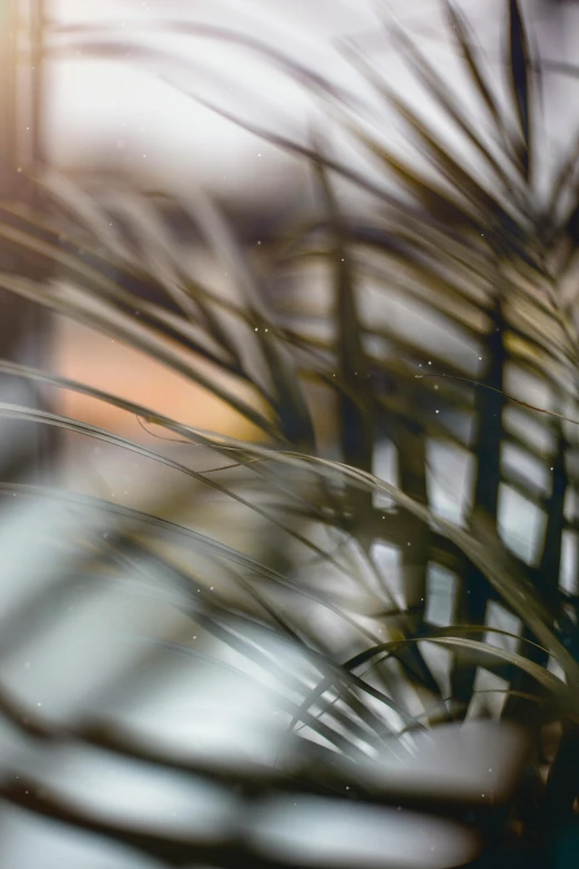 a close up of a plant in a vase, a picture, trending on unsplash, light and space, window glass reflecting, palms, hasselblad film bokeh, soft vinyl