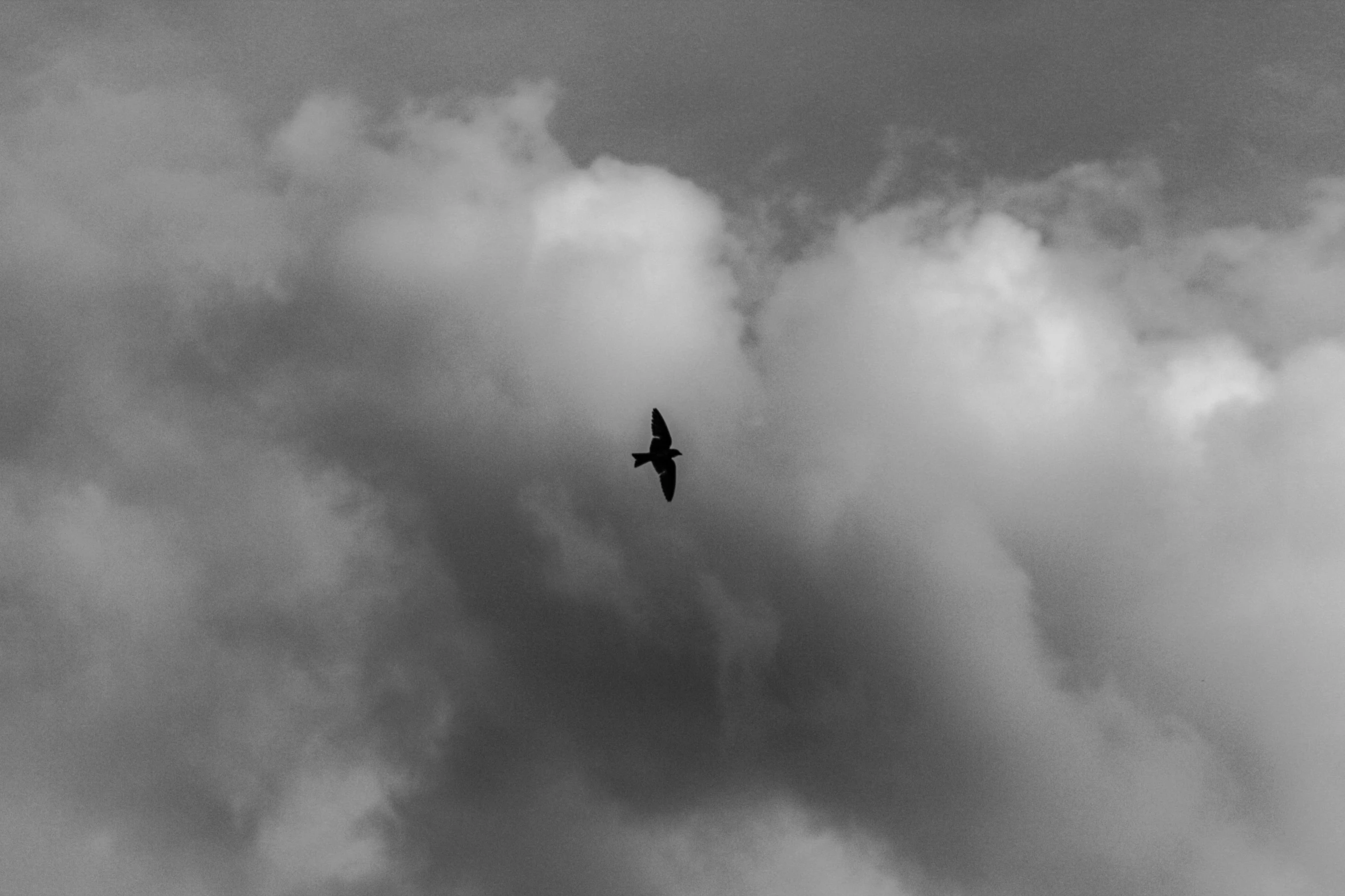 a black and white photo of a bird flying in the sky, by Jan Rustem, overcast!!!, loneliness, black clouds, hawk