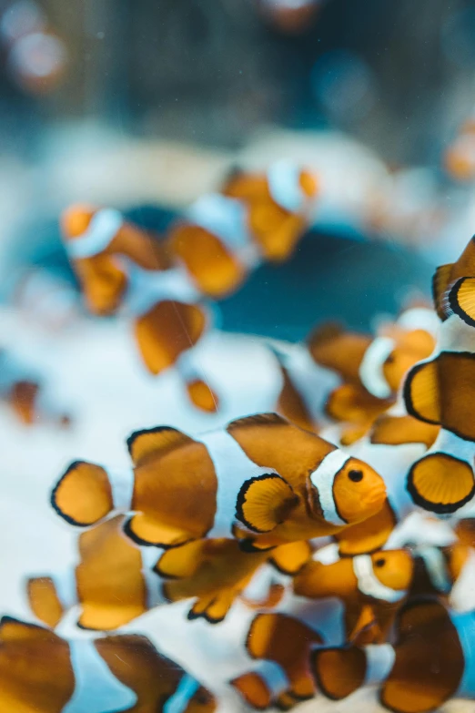 a group of clown fish swimming in a tank, a microscopic photo, by Reuben Tam, unsplash, fan favorite, sea butterflies, detailed focused, subtle details