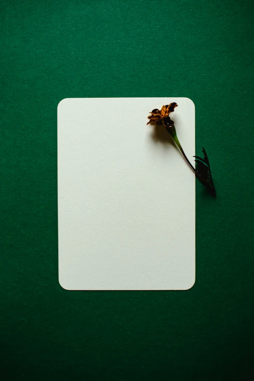 a single flower sitting on top of a piece of paper, rectangle, deep green, white space, item