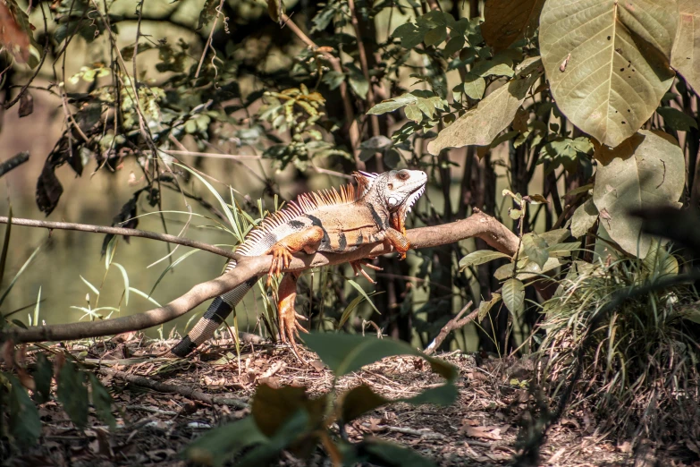 a lizard sitting on top of a tree branch, by Peter Churcher, pexels contest winner, crawling on the ground, iguana, australian bush, on a jungle forest