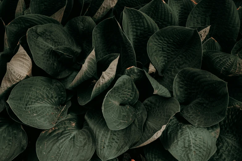 a close up of a bunch of green leaves, an album cover, inspired by Elsa Bleda, pexels contest winner, dark grey, curvaceous. detailed, lush plants flowers, plants allover