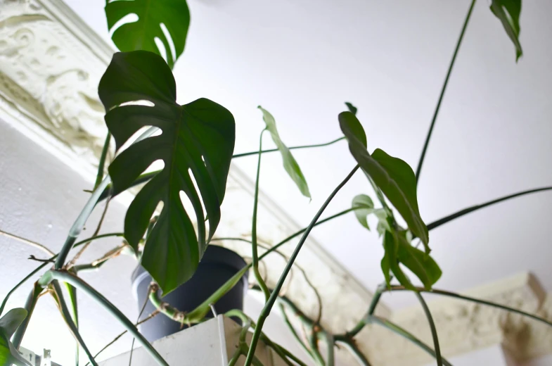 a close up of a potted plant on a shelf, inspired by Grillo Demo, monstera deliciosa, viewed from the ground, overgrown plants, no cropping