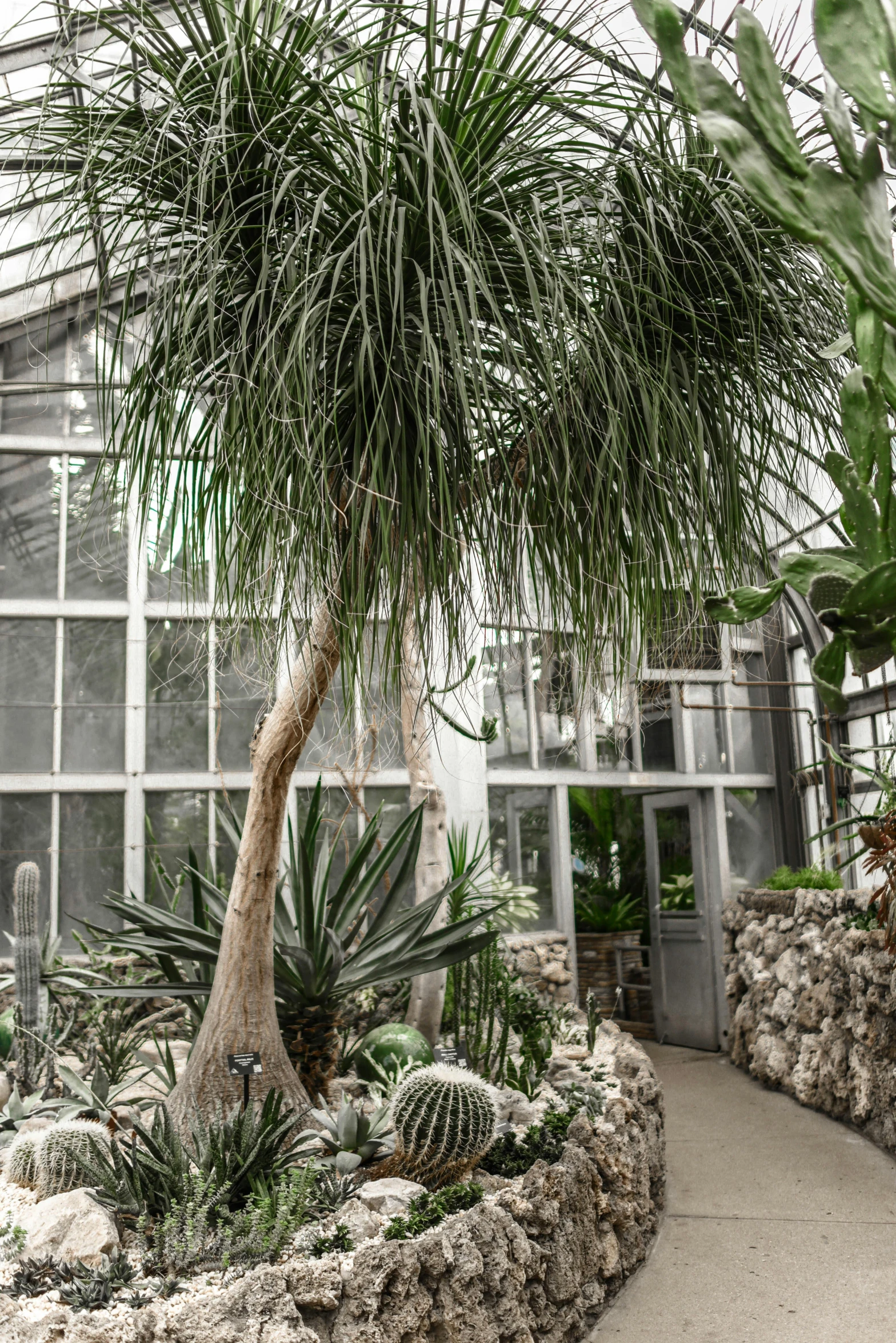 a couple of palm trees sitting next to each other, a photo, by Jacob Koninck, art nouveau, in bloom greenhouse, covered with roots, cacti everywhere, an enormous silver tree