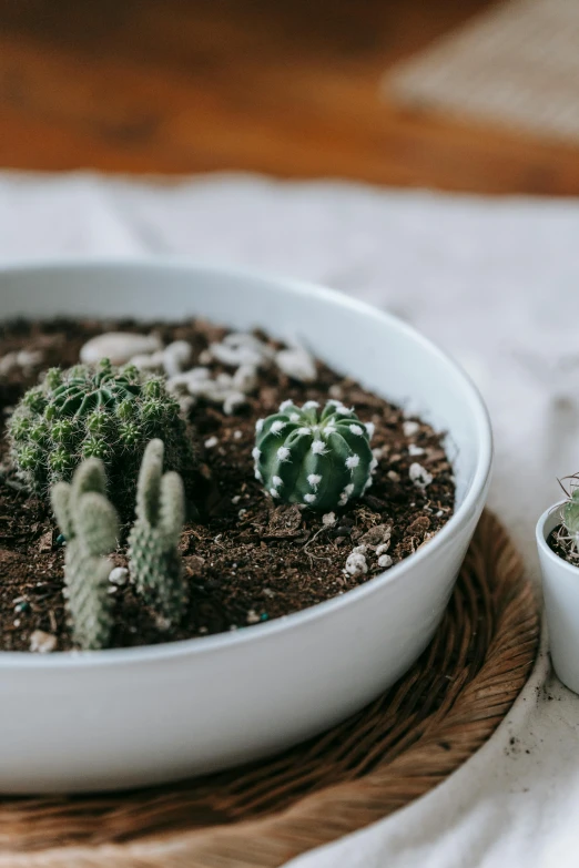 a close up of a bowl of plants on a table, trending on unsplash, robotic cactus design, with a white, full product shot, high angle shot