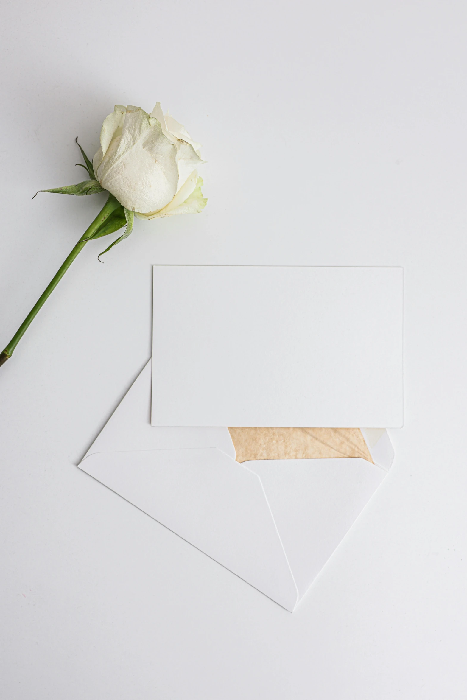 a white rose sitting on top of a piece of paper, greeting card, subtle gold accents, white backdrop, various styles