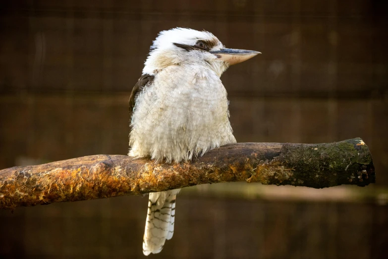 a white bird sitting on top of a tree branch, by Peter Churcher, trending on pexels, hurufiyya, gray mottled skin, taken in zoo, a wooden, australian