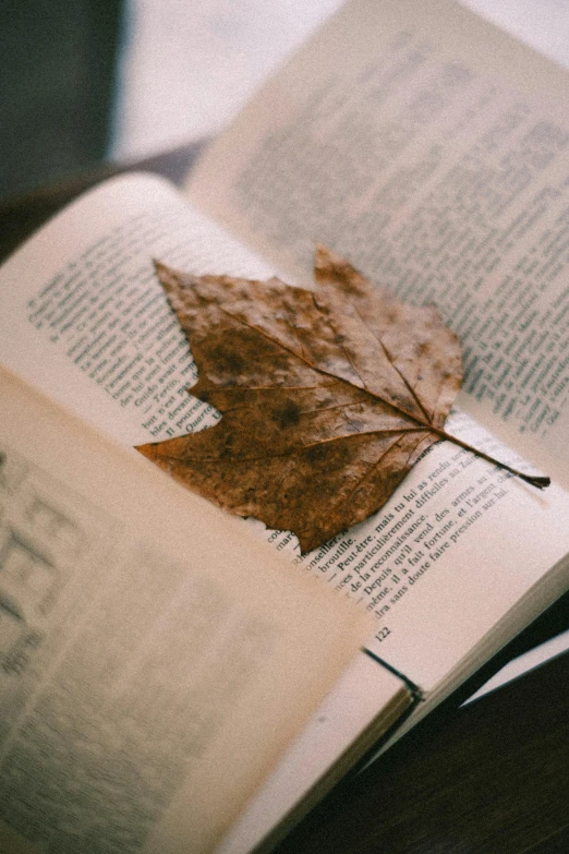 an open book sitting on top of a wooden table, pexels contest winner, naturalism, dried leaves, lo fi, leaf, in a library