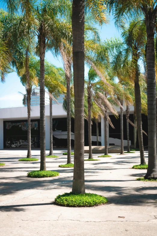 a row of palm trees in front of a building, inspired by david rubín, modernism, courtyard walkway, grand library, in a beachfront environment, parking lot