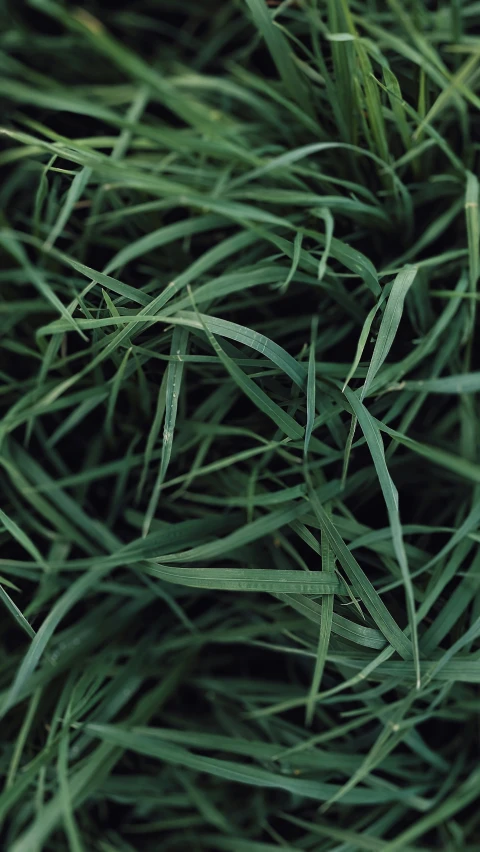 a baseball sitting on top of a lush green field, an album cover, inspired by David Ramsay Hay, unsplash, grass texture material, alessio albi, long thick grass, loosely cropped