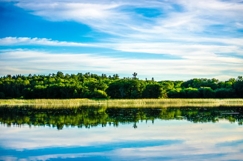 a body of water with trees in the background, vibrant greenery, swanland, fan favorite, notan