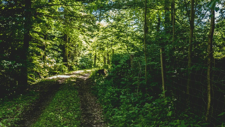 a dirt road in the middle of a forest, inspired by Thomas Struth, unsplash, renaissance, lush green, summer afternoon, 2000s photo