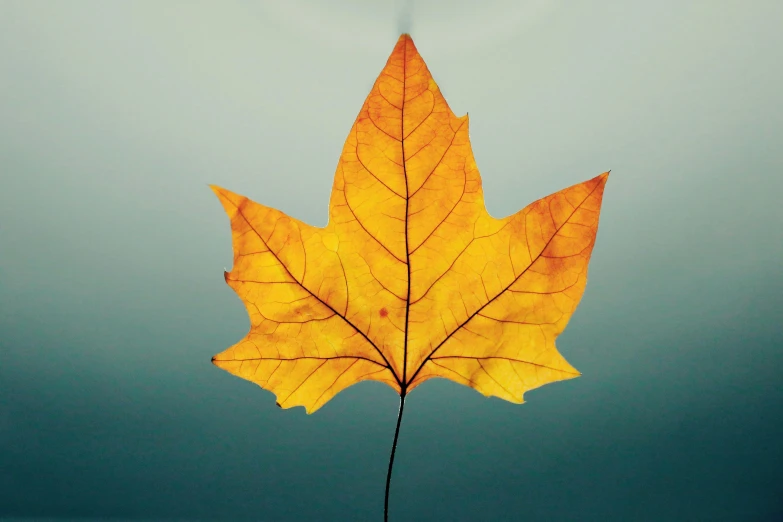 a close up of a leaf on a stick, an album cover, pexels contest winner, minimalism, maple syrup sea, on a gray background, view from below, glowing leaves