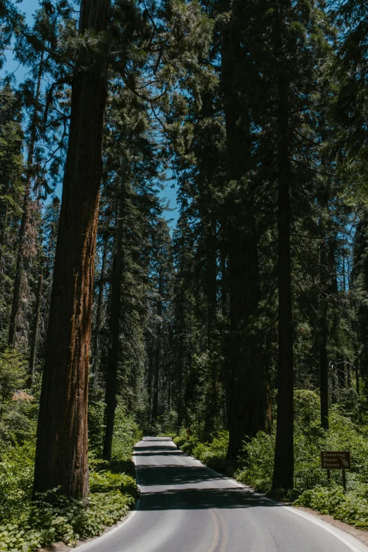 a man riding a motorcycle down a curvy road, a picture, by Kristin Nelson, unsplash, giant sequoia, walking through a lush forest, camp, ((forest))