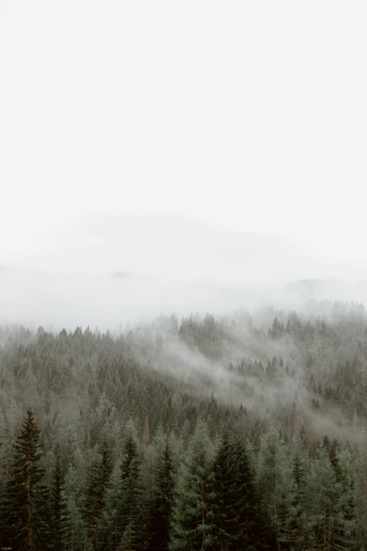 a black and white photo of a forest, a picture, pexels contest winner, romanticism, foggy photo 8 k, soft and muted colors, mountains in distance, ominous! landscape of north bend