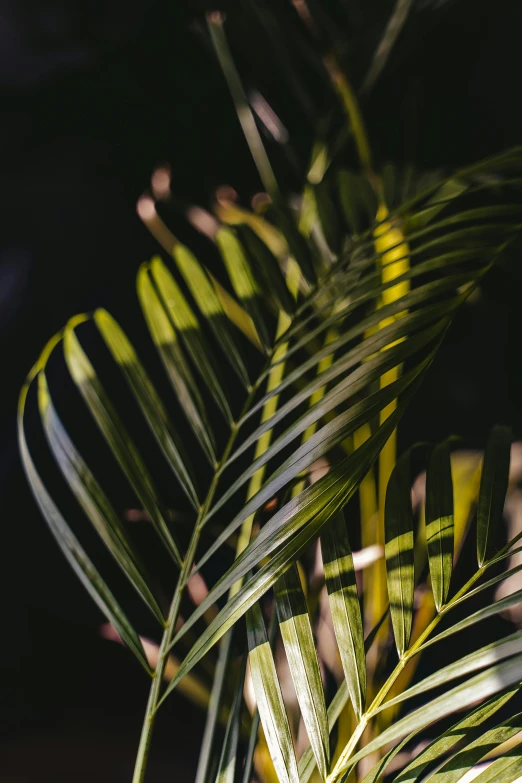 a close up of a plant with green leaves, inspired by Elsa Bleda, trending on unsplash, palm skin, dark warm light, yellow and green, medium shot angle