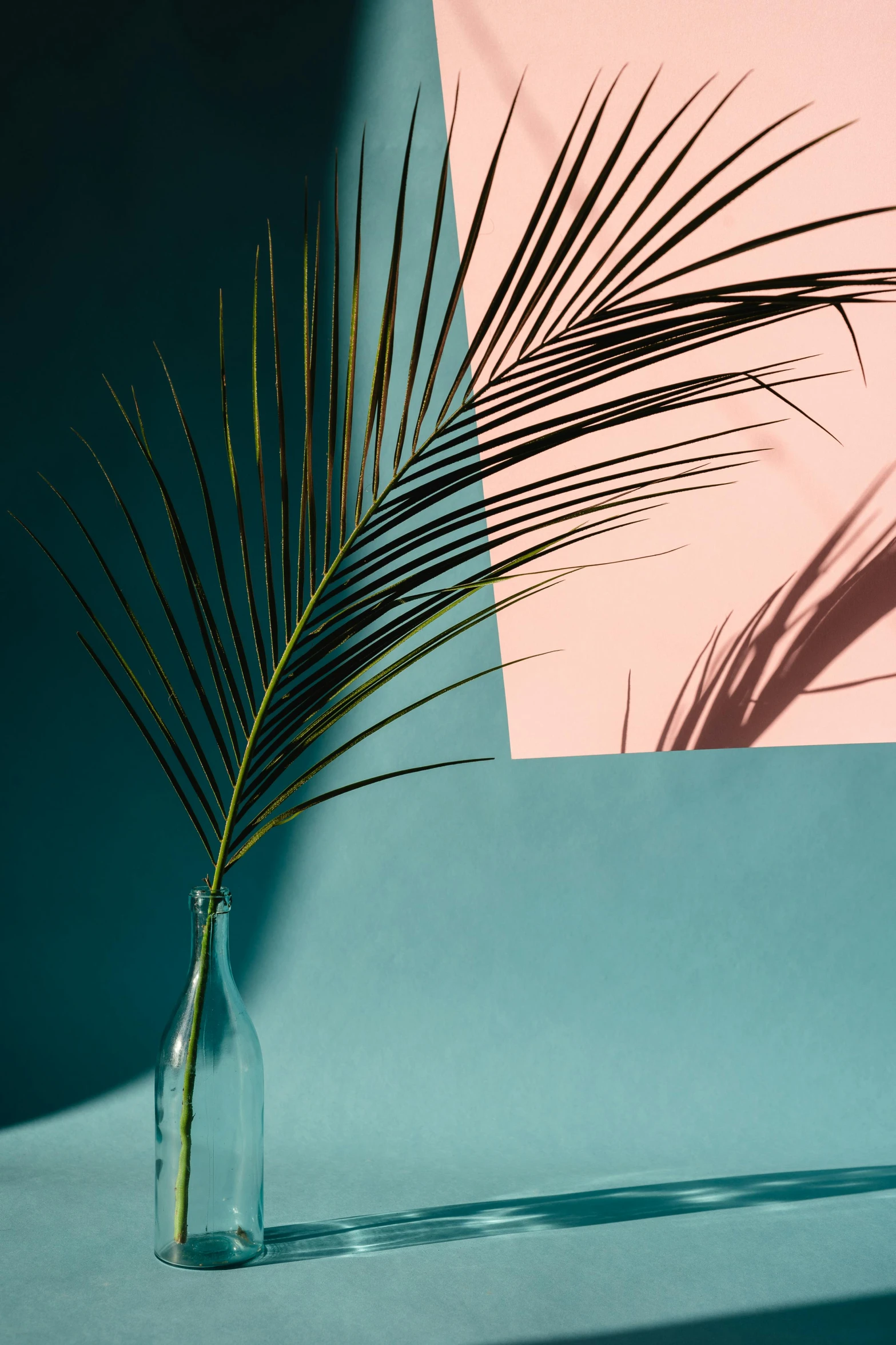 a close up of a plant in a vase on a table, a still life, inspired by Robert Mapplethorpe, trending on unsplash, postminimalism, tropical palms, pink and teal, shadow gradient, dynamic angled shot