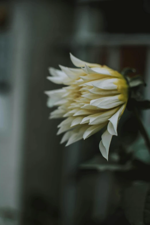 a close up of a flower in a vase, a picture, unsplash, art photography, intense albino, small crown, yellowed, long petals