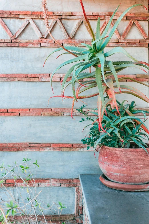 a potted plant in front of a brick wall, by Gwen Barnard, trending on unsplash, concrete art, bromeliads, viridian and venetian red, pastel', exterior shot