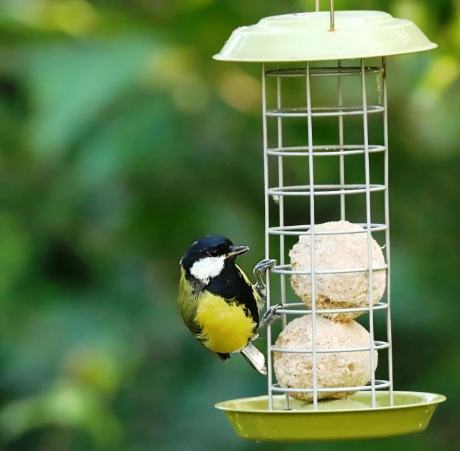 a bird sitting on top of a bird feeder, yellow and green scheme, eating outside, puffballs, 3 colours