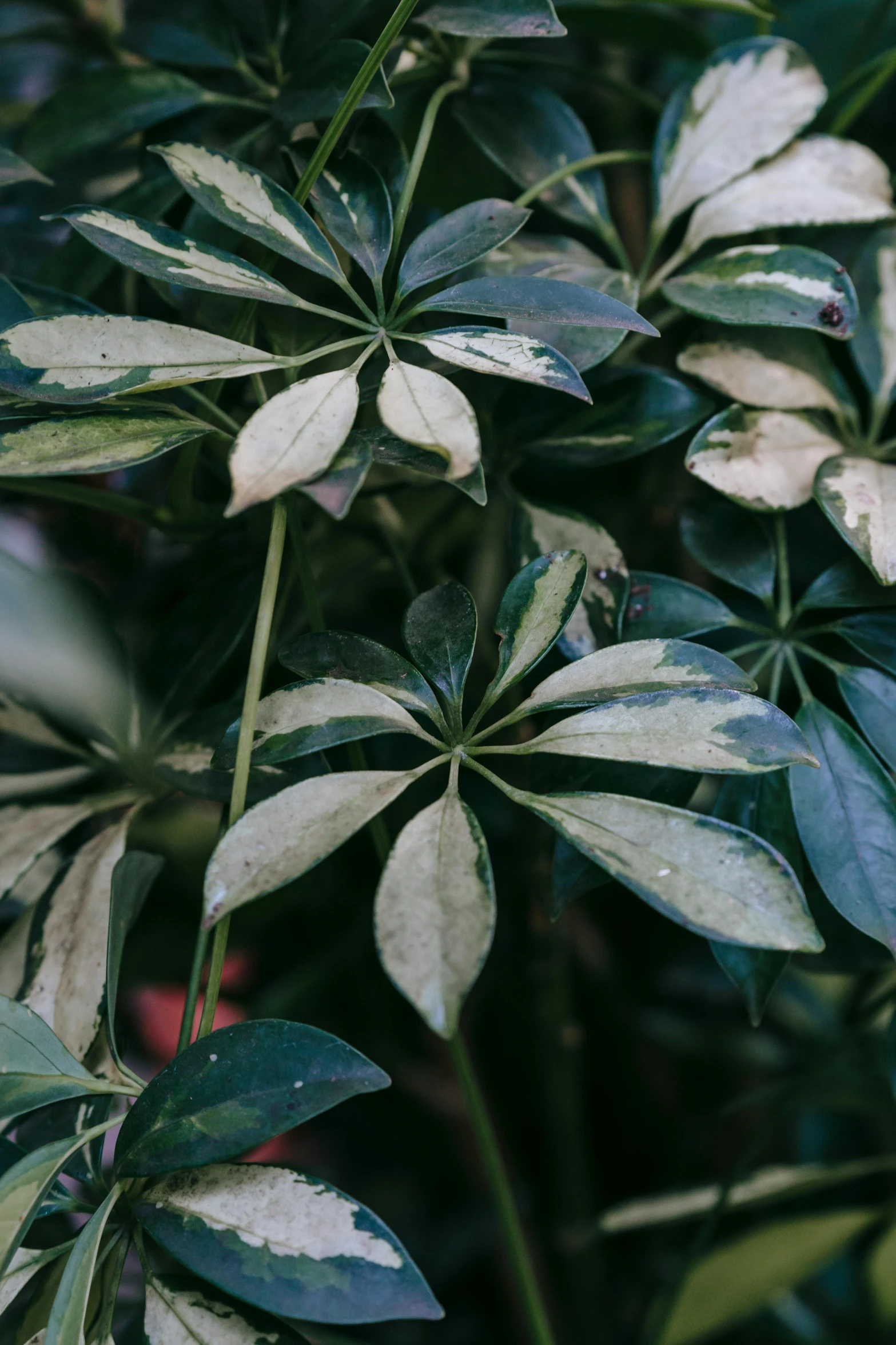 a close up of a plant with green leaves, in muted colors, multiple stories, no cropping, exotic trees