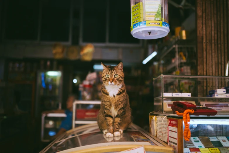 a cat sitting on top of a table in a store, a portrait, unsplash, convenience store, flashing lights, an intricate