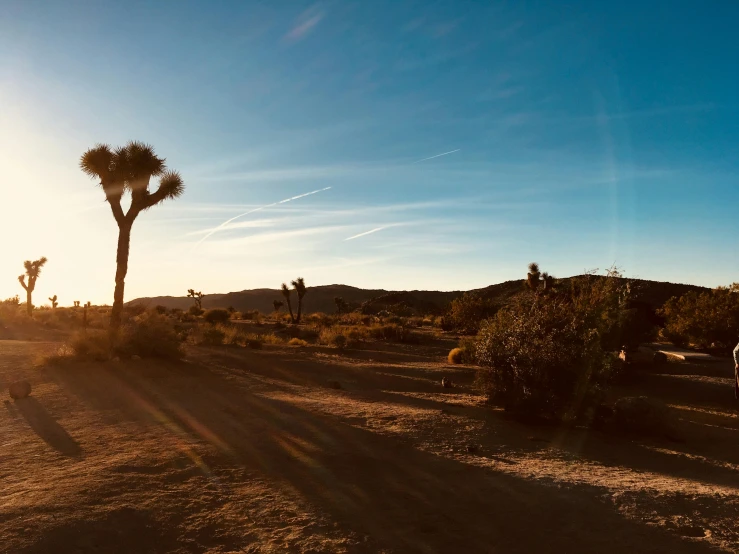 a person riding a motorcycle down a dirt road, unsplash contest winner, land art, palm springs, late afternoon sun, background image, dry trees