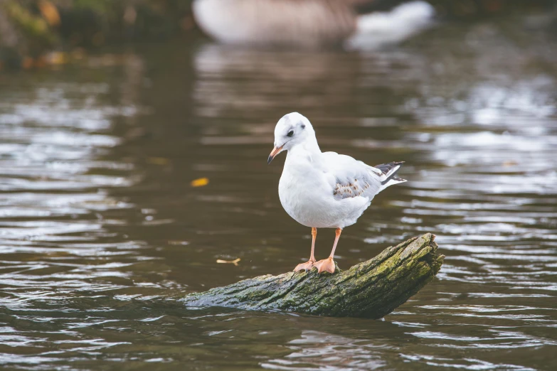 a seagull standing on a log in the water, by Jacob Duck, pexels contest winner, gooses, white, olivia kemp, subject= duck