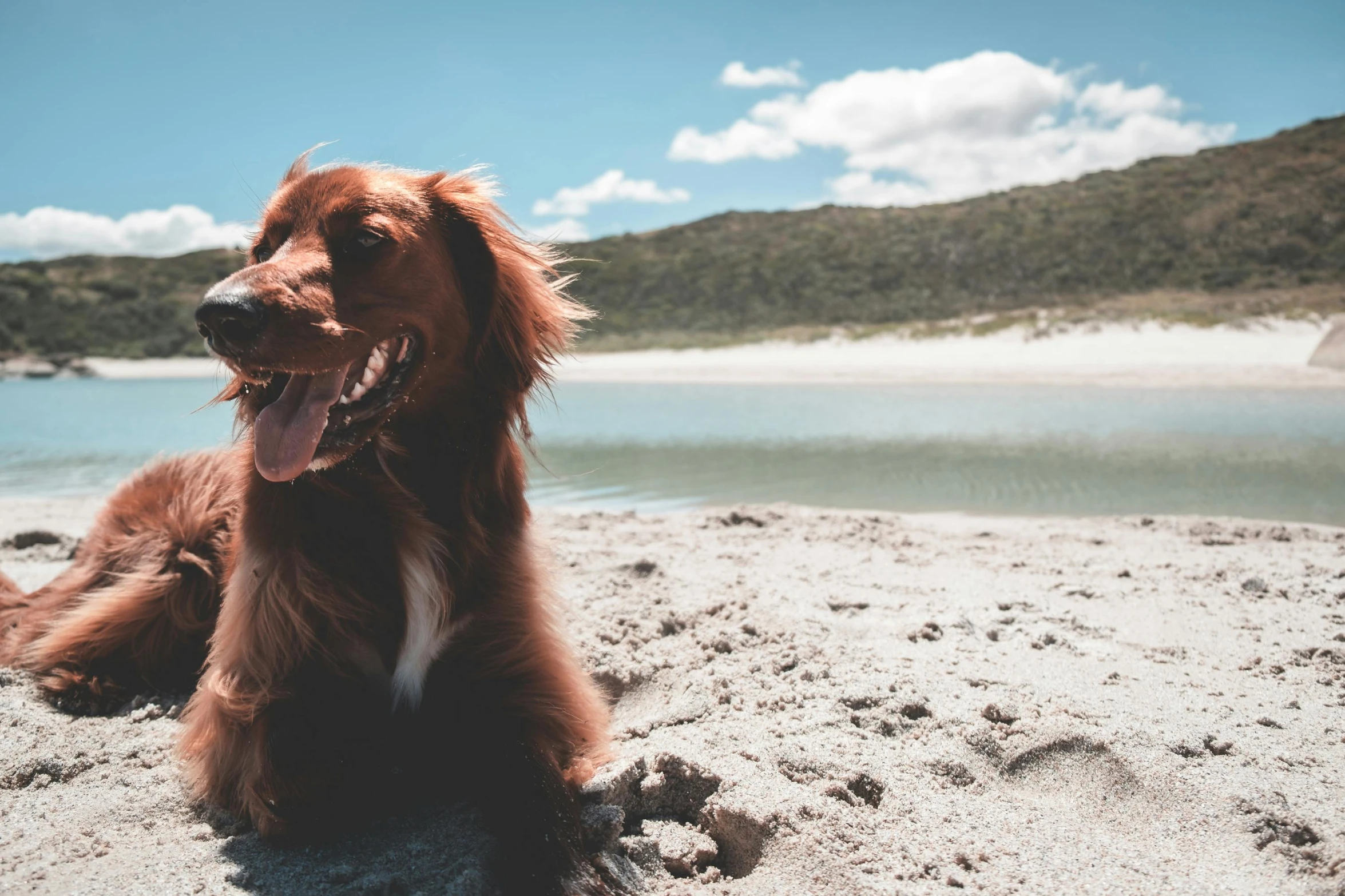 a brown dog laying on top of a sandy beach, pexels contest winner, taking control while smiling, manuka, hr ginger, 🦑 design