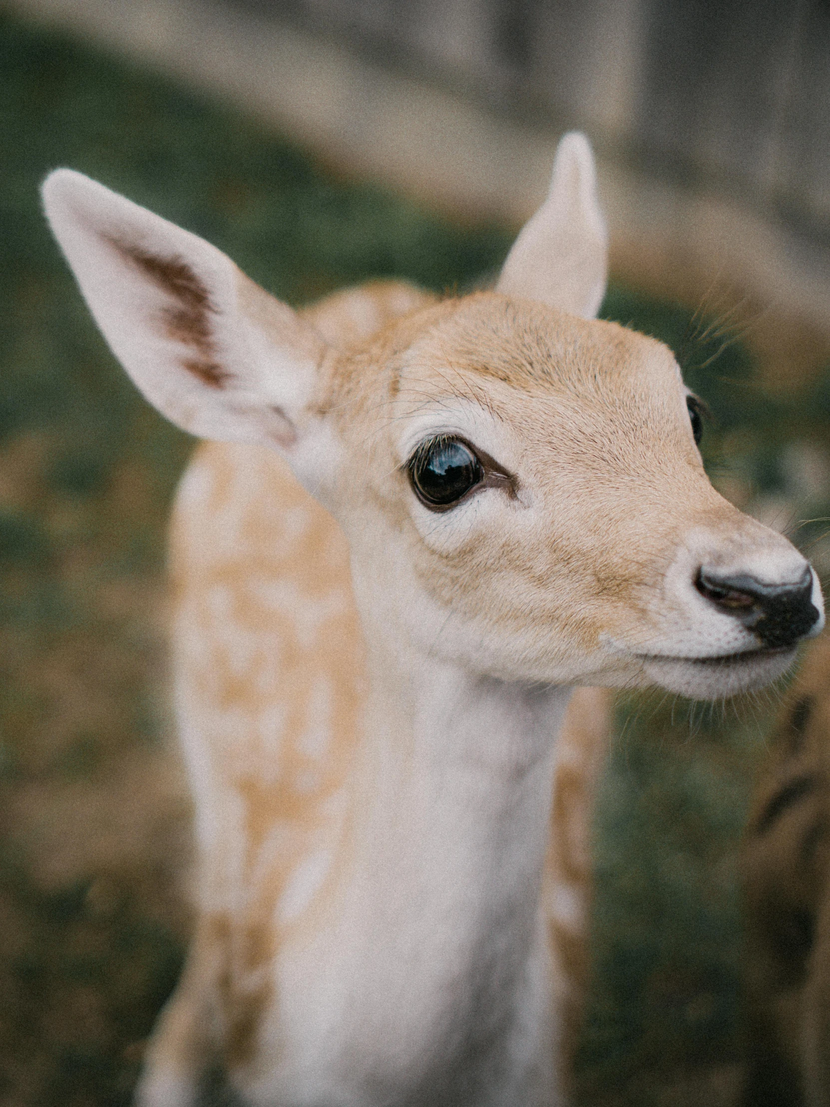 a baby deer standing on top of a lush green field, pexels contest winner, delicate facial features, high angle close up shot, alessio albi, petting zoo