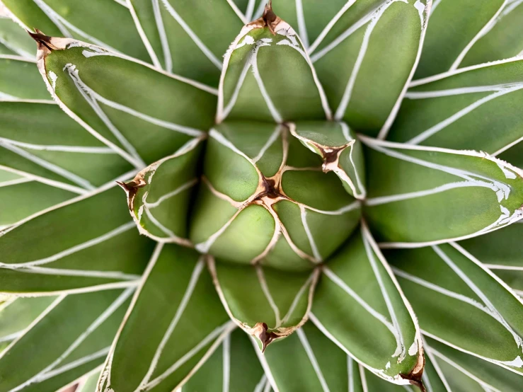 a close up view of a cactus plant, square, intricate design, fan favorite, birdseye view
