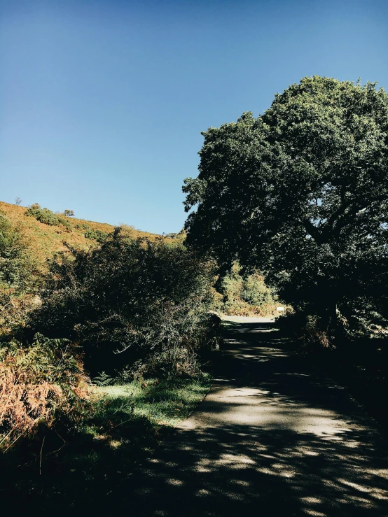 a tree sitting on the side of a dirt road, by Rachel Reckitt, unsplash, les nabis, park on a bright sunny day, wales, bushes, taken on iphone 14 pro