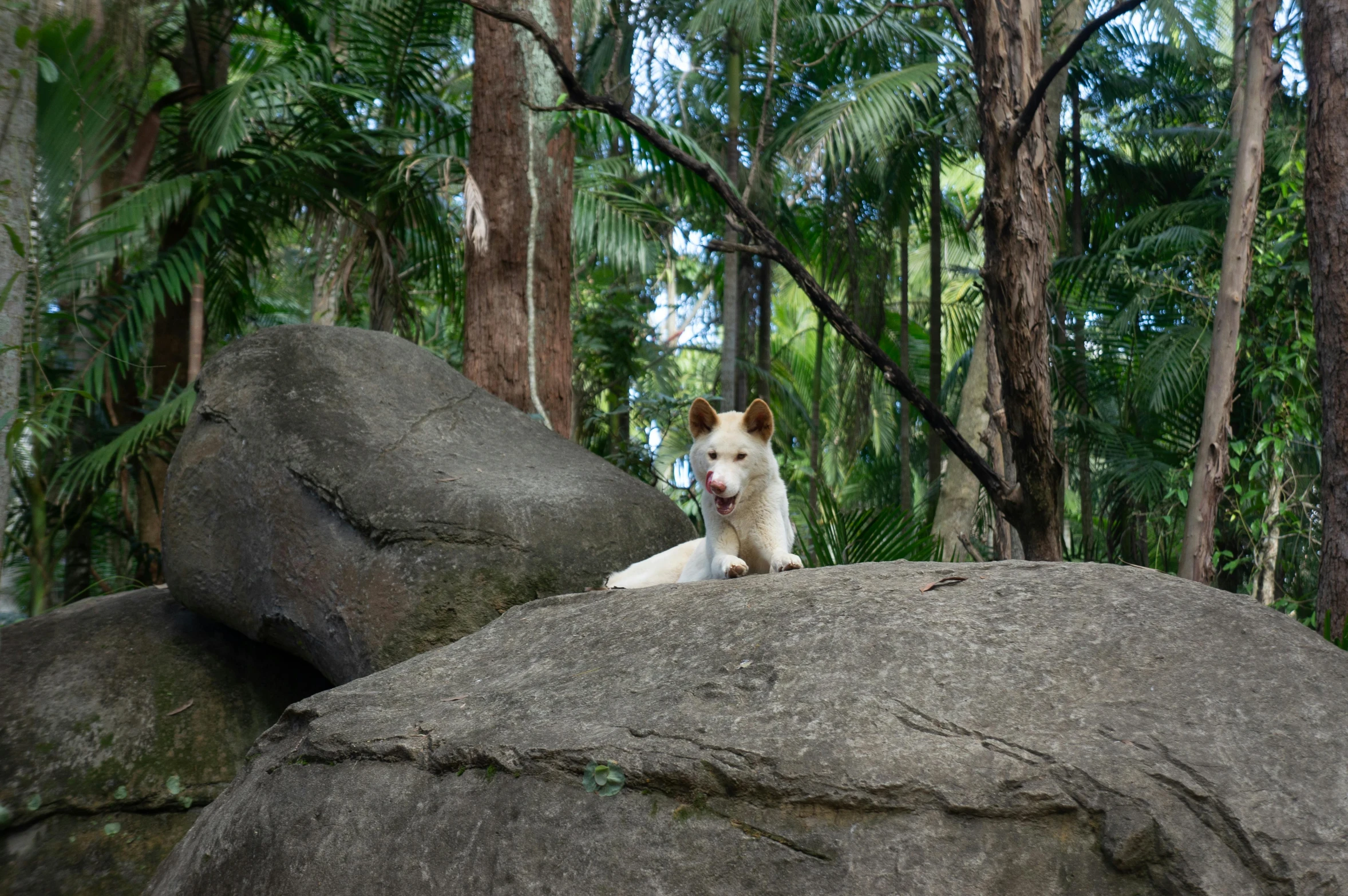 a white dog sitting on top of a large rock, by Elizabeth Durack, sumatraism, biodome, avatar image, a dingo mascot, photo taken in 2018