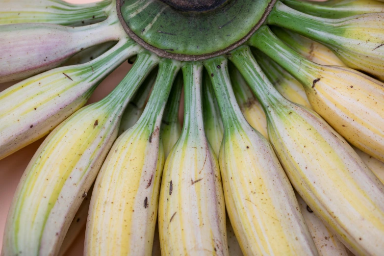 a close up of a bunch of bananas, by Yasushi Sugiyama, unsplash, renaissance, giant corn flower head, made of glazed, garis edelweiss, gourds