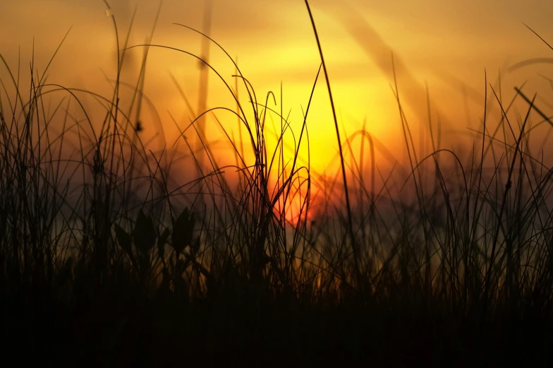 the sun is setting behind some tall grass, pexels contest winner, art photography, orange grass, ((sunset)), atmospheric artwork, yellow sky