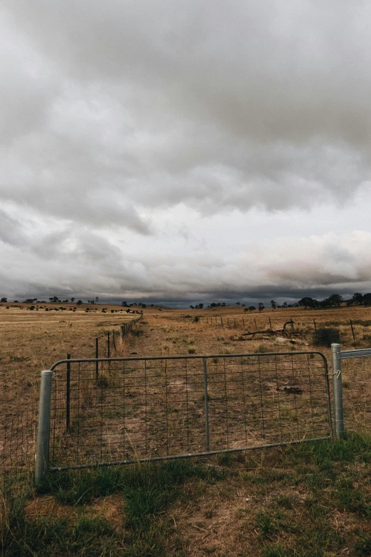 a herd of cattle standing on top of a grass covered field, grey cloudy skies, low quality photo, fence line, brown stubble