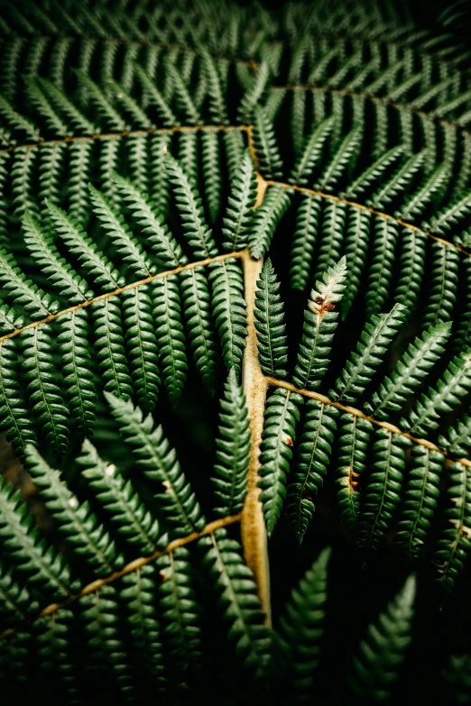 a close up view of a fern leaf, trending on pexels, black fir, digital image, new zealand, stacked image